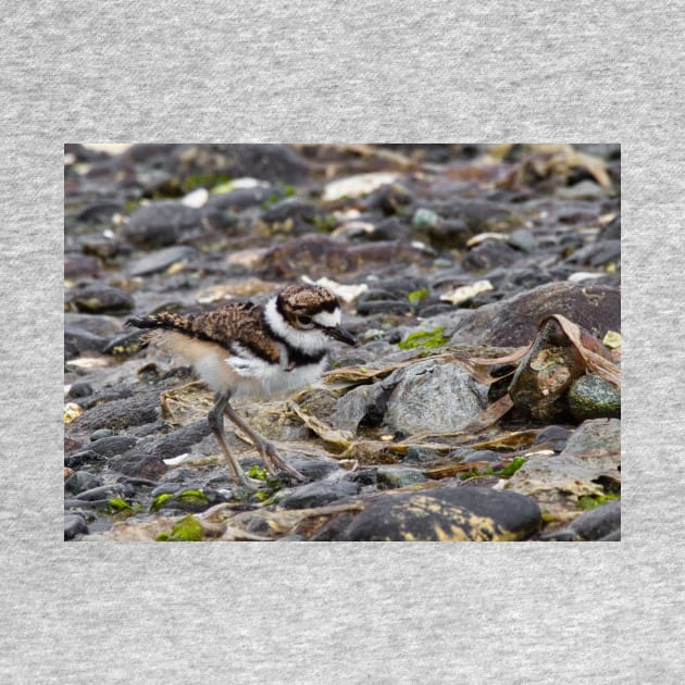 Baby Killdeer Chick by SHWILDLIFE